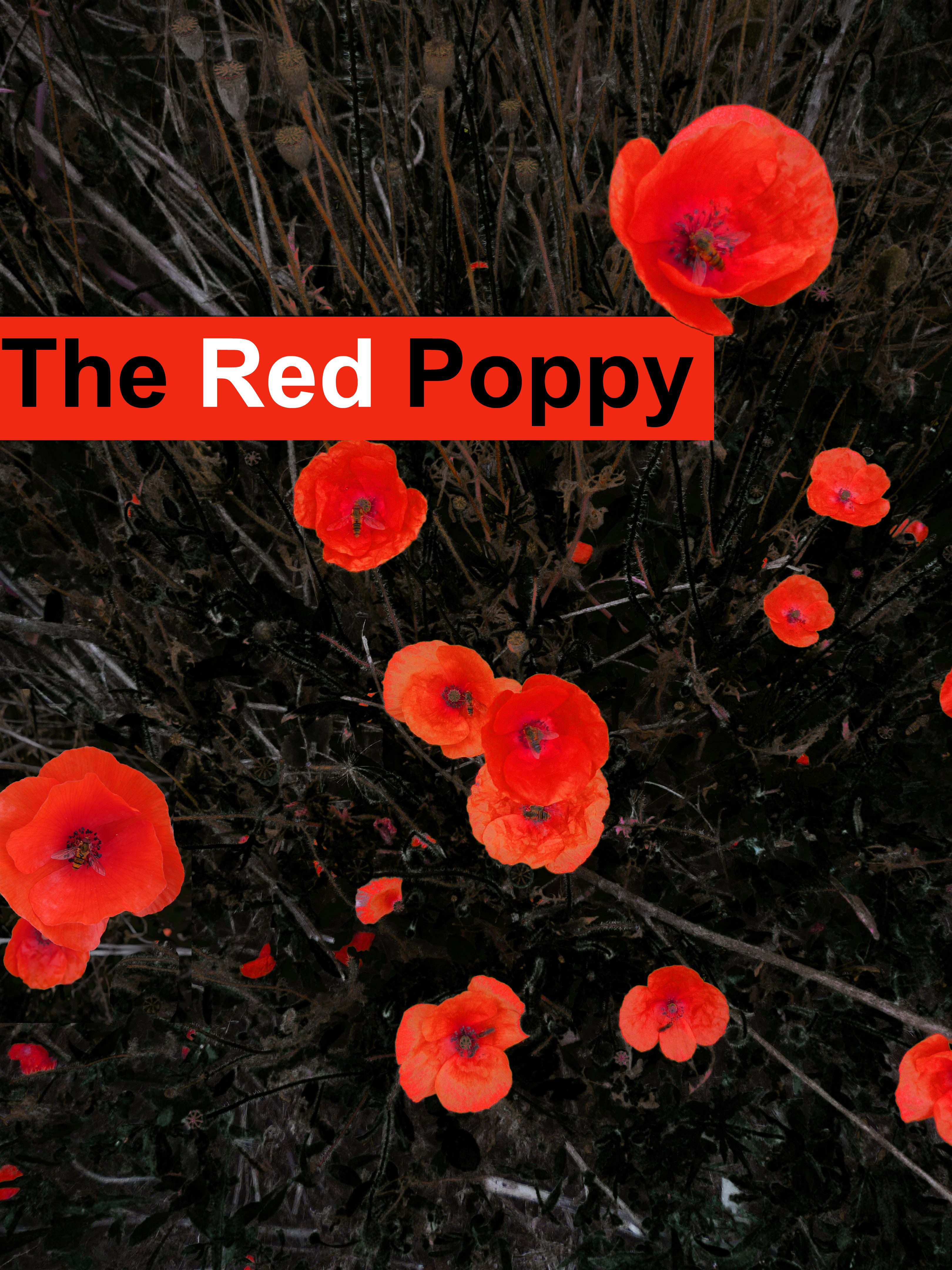Red Poppy | vi.be